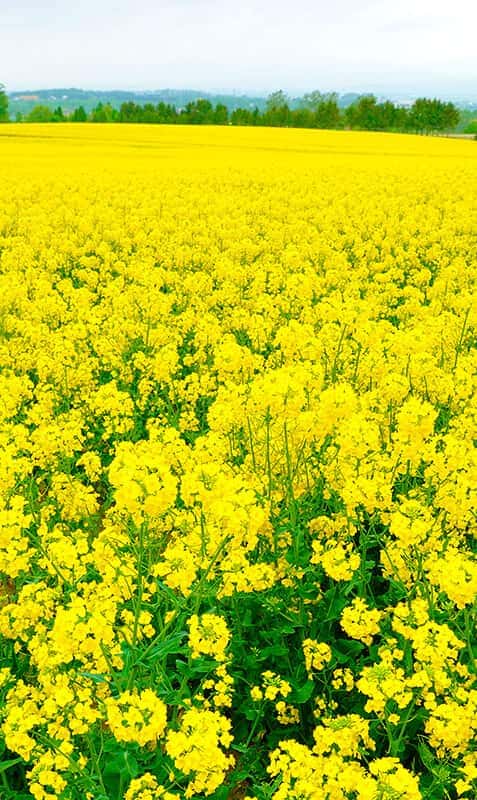 野沢の楽しみ方-春夏秋編- 夏旅